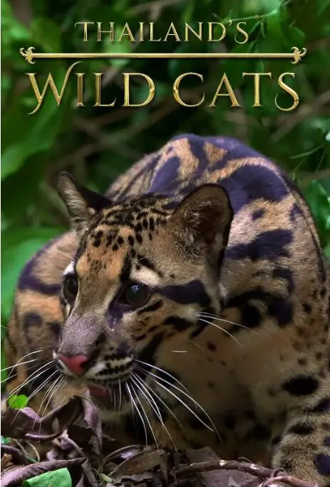 《泰国野生猫科》：看完了这部‘梦想’纪录片，我决定要改变人生！